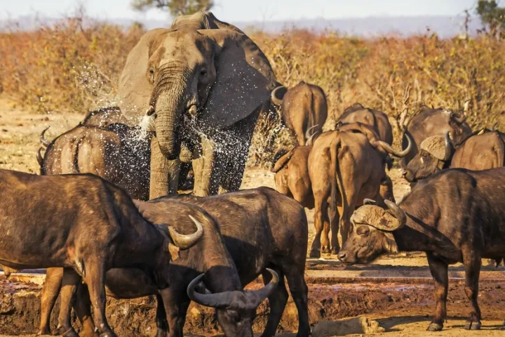 Elefant im Krüger Nationalpark.
