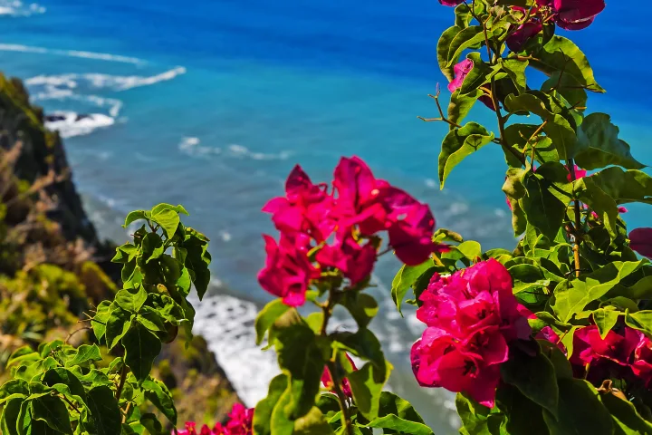 Blumen an der Küste in Boaventura - Madeira Portugal