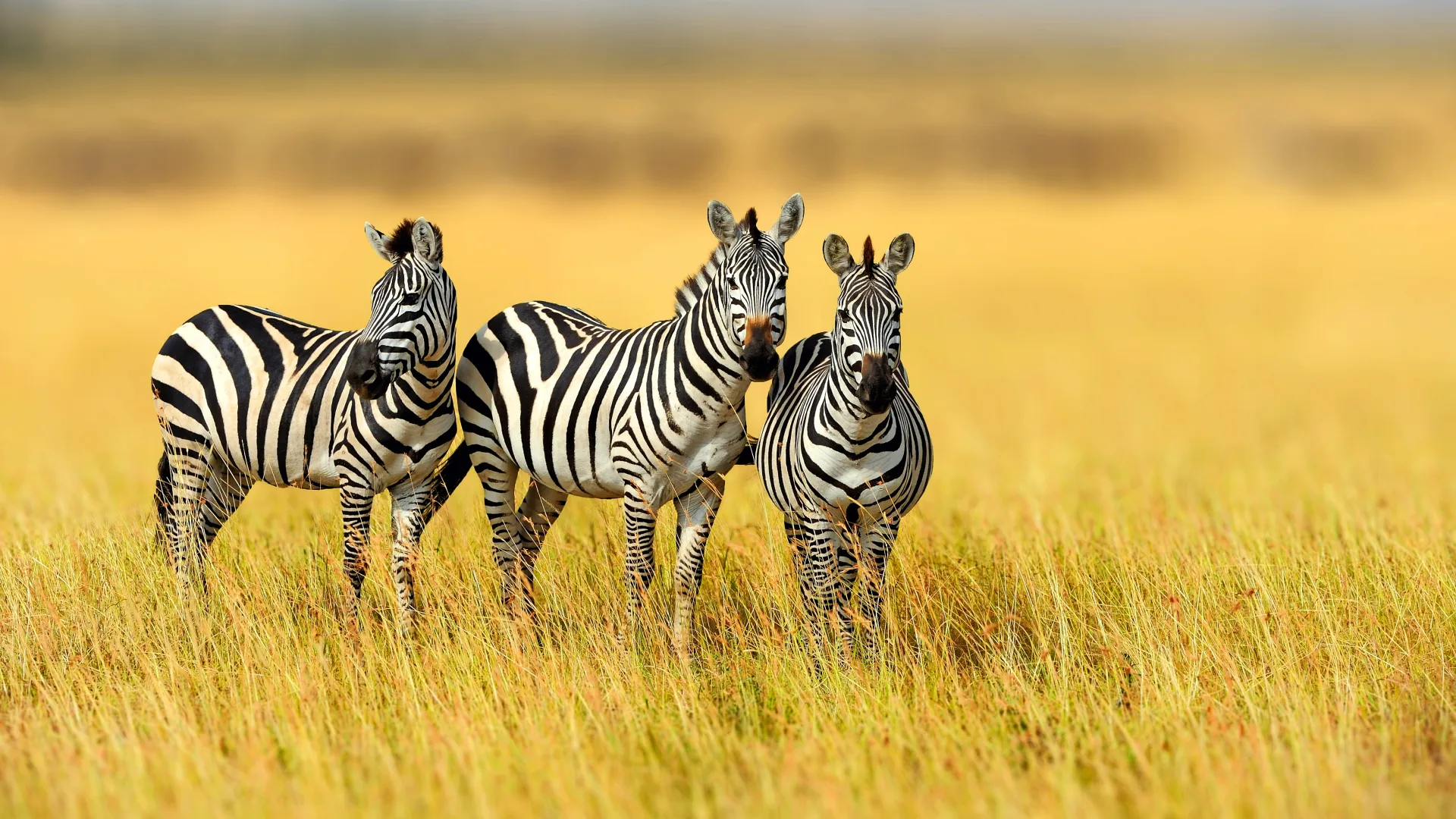 Wanderreise Tansania & Sansibar