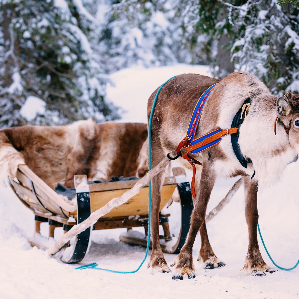 Inghams Lapland 2025 Calendar Cammie Candice