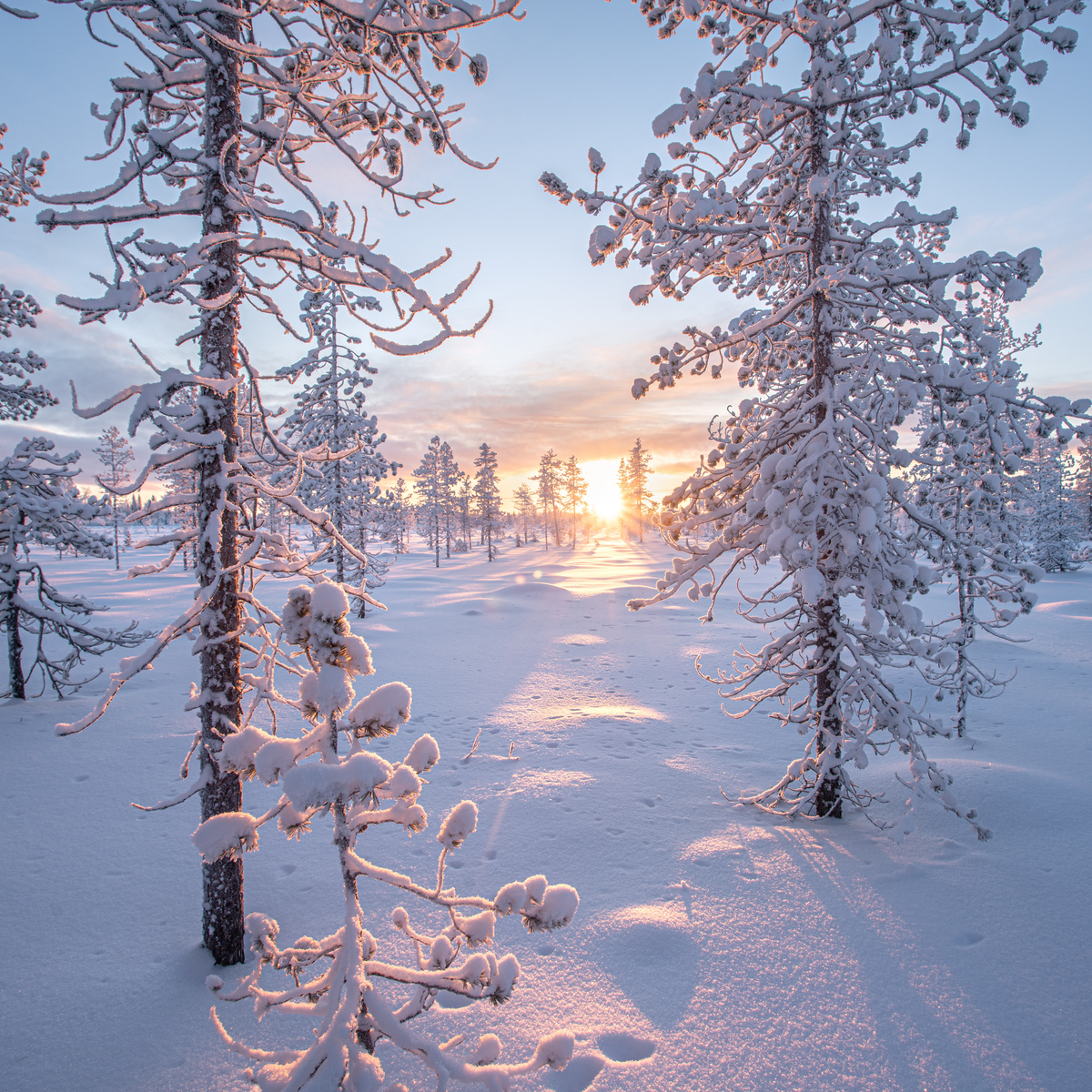 Lapland Excursion Offer 3 for 2 Inghams