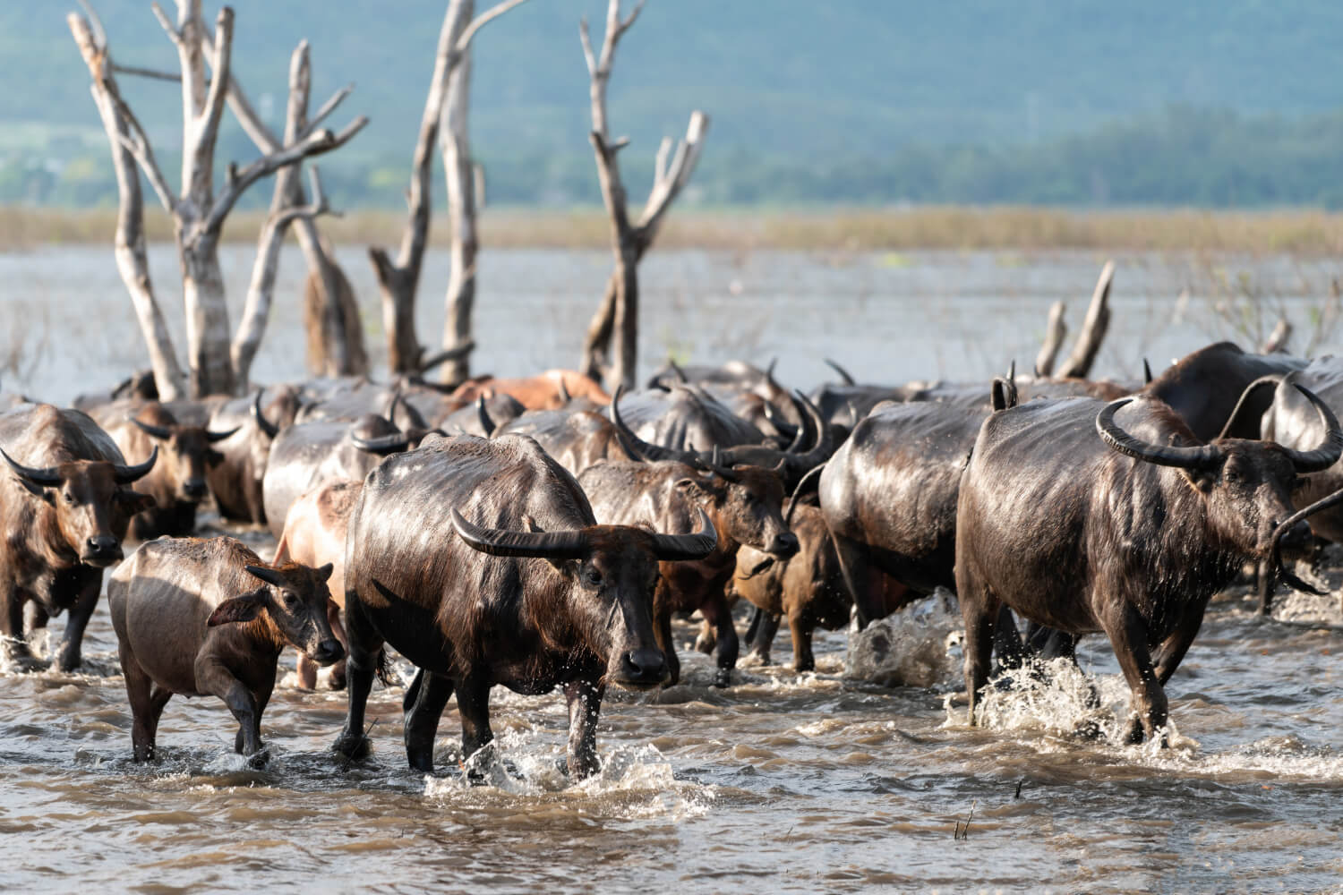 Best Time to Visit Maasai Mara for the Great Migration image