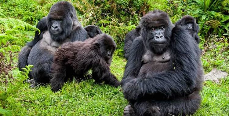 4 Days Gorilla Trekking & Lake Bunyonyi