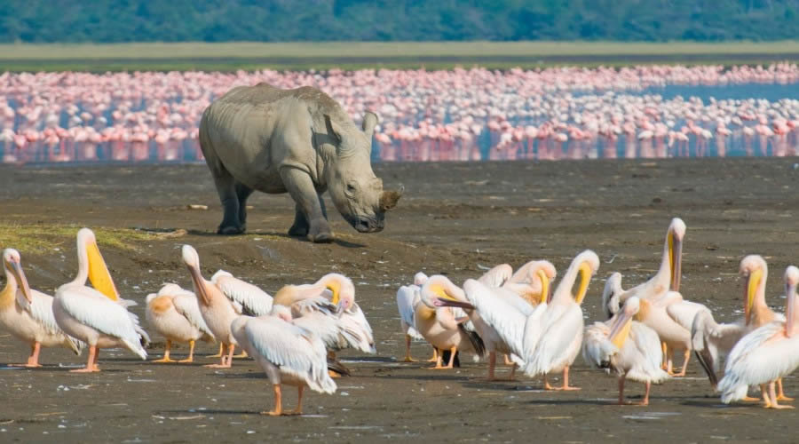 5 Days Mara – Nakuru – Naivasha