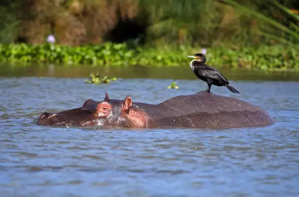7 Days Kenyan Safari (Samburu-Nakuru-Naivasha Adventure)