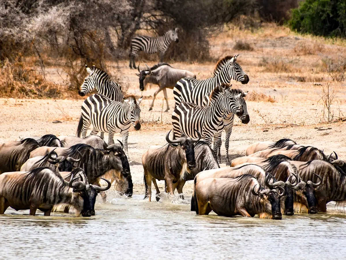 3 Days Serengeti Safari