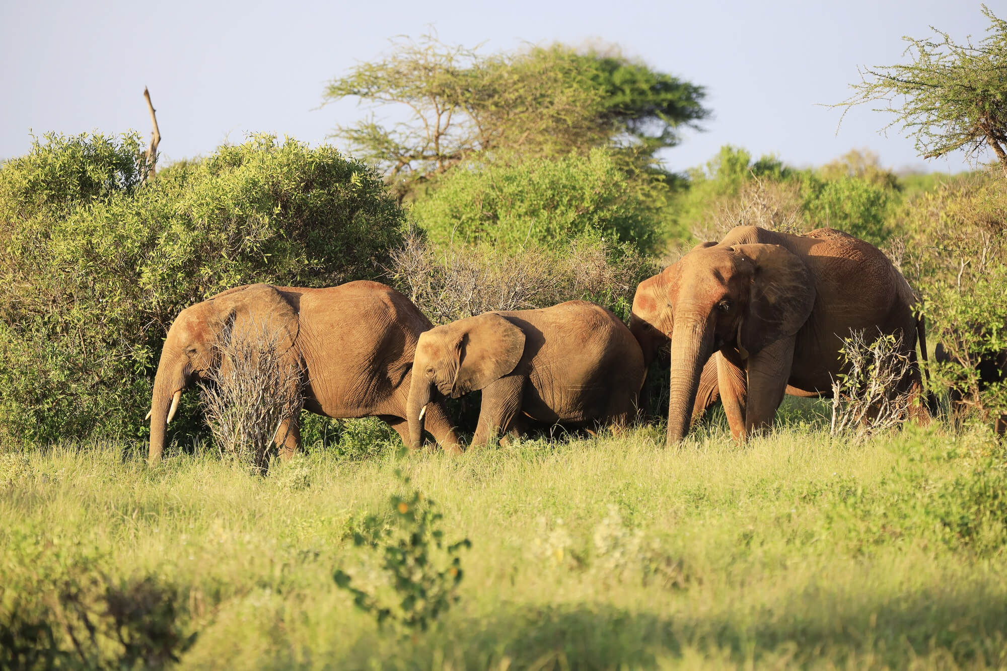 Amboseli Elephant Paradise