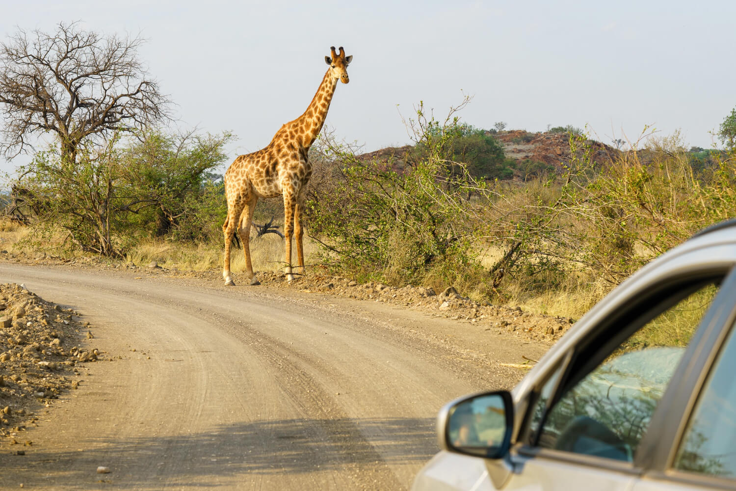 Tanzania Classic Safari Adventure