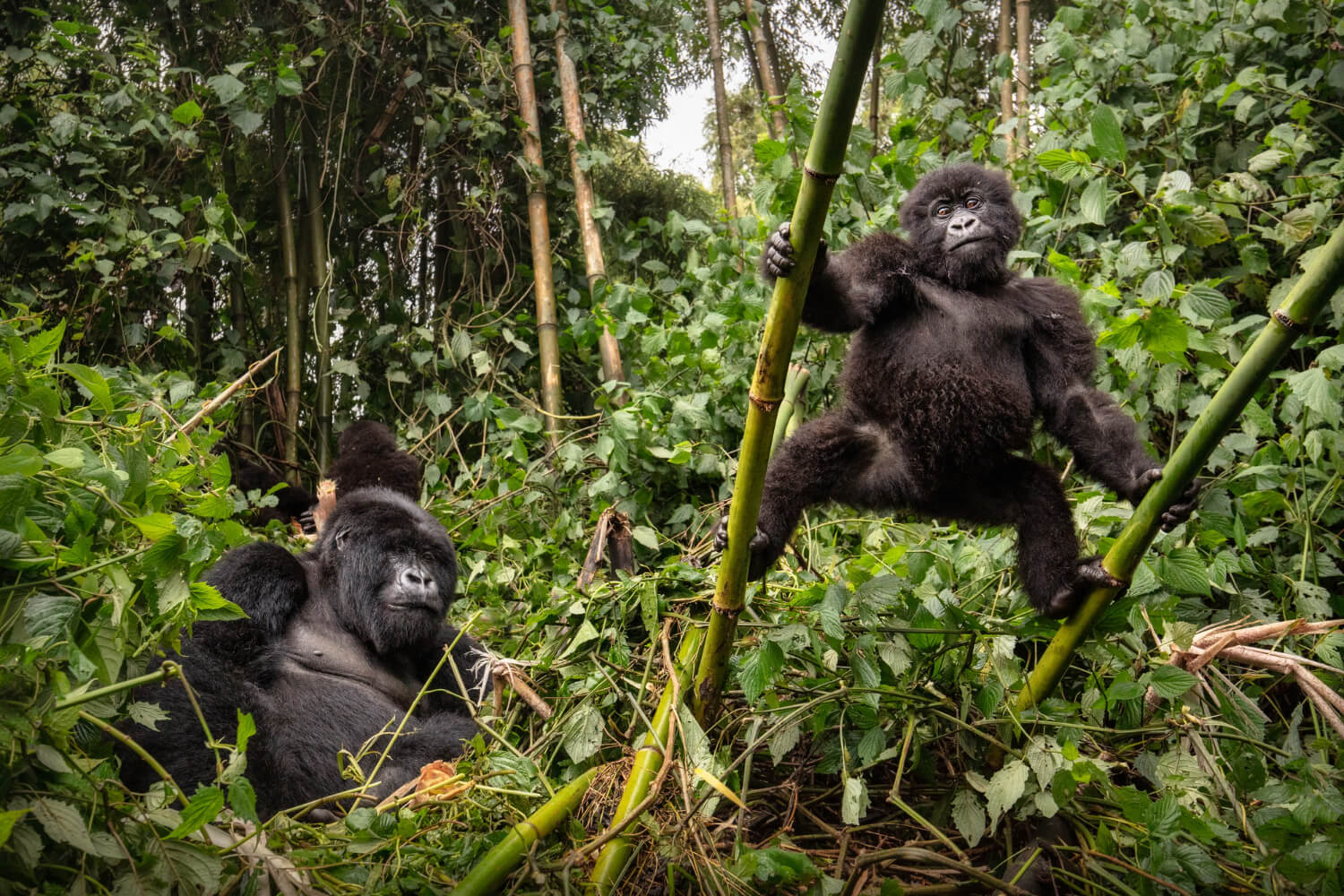 3 Days Gorilla Trekking Safari