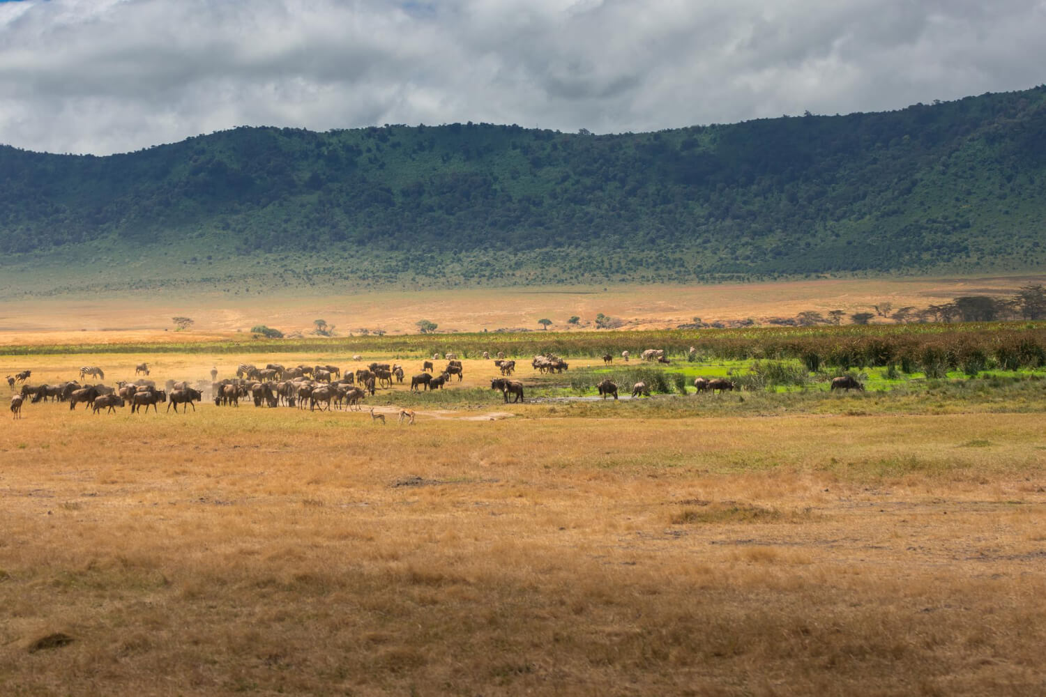 4 Days Serengeti & Ngorongoro Safari