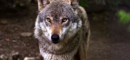 Image Der Wolf