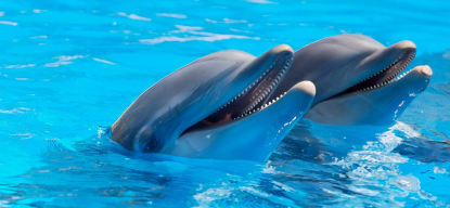 Image Los Delfines