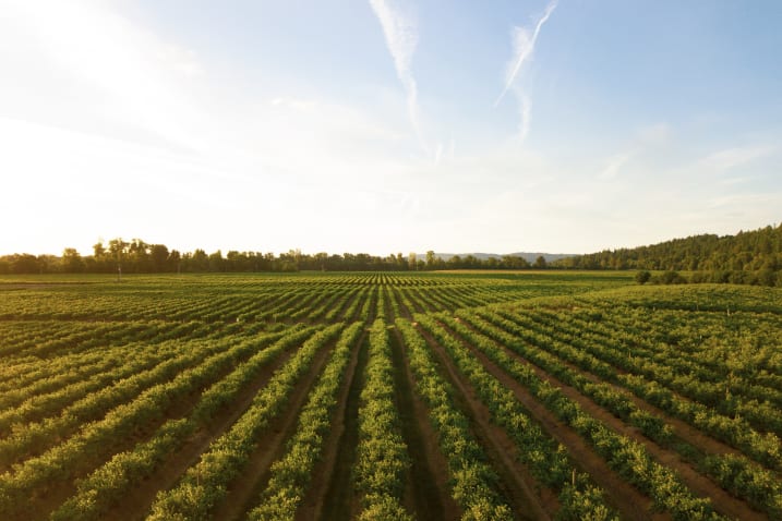 Image Die Geschichte der Landwirtschaft