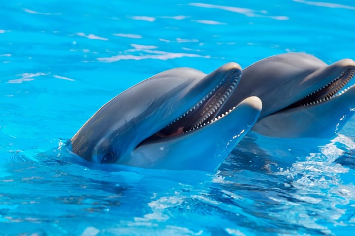 Image Los Delfines