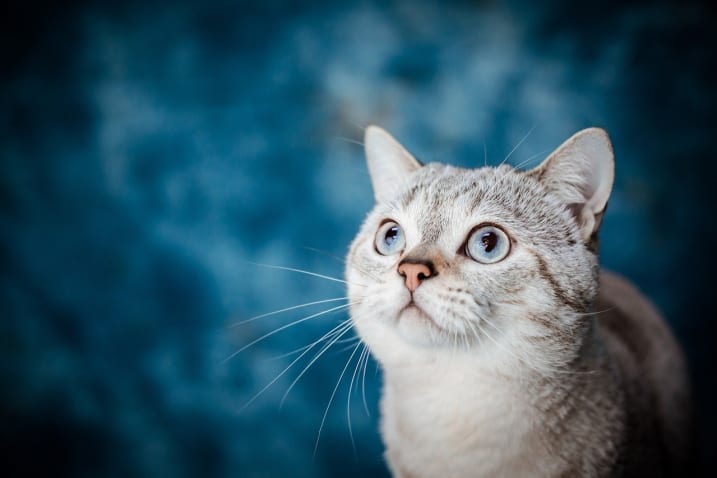 Image Emotions in Animals