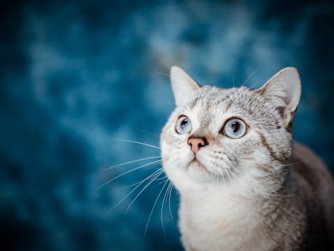 Les émotions chez les animaux