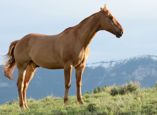 L'équitation