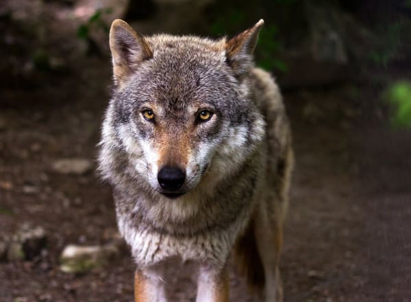 The wolf
