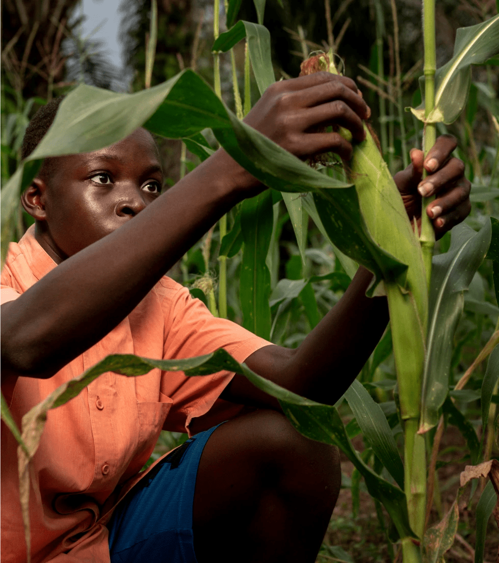 Nigeria Food Security Project