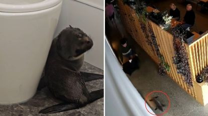 ¡Tierno cliente! Foca bebé enternece a comensales de un bar en Nueva Zelanda
