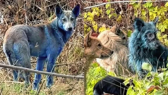 Descubren “perros azules” en Chernóbil a casi 40 años del desastre nuclear