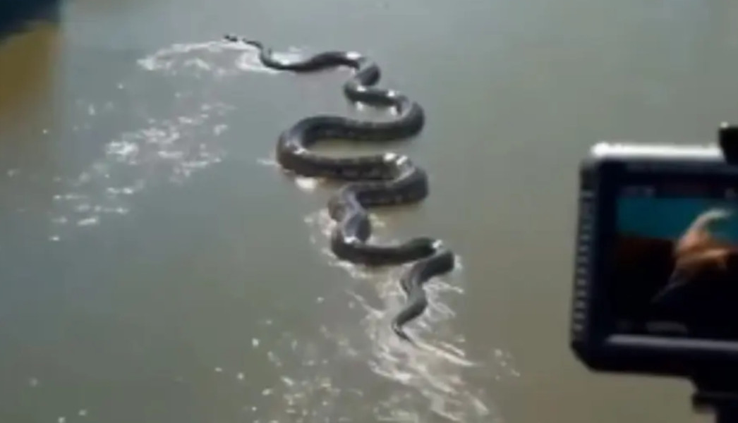 ¿Real o falso? Se viraliza vídeo de anaconda GIGANTE en el Amazonas