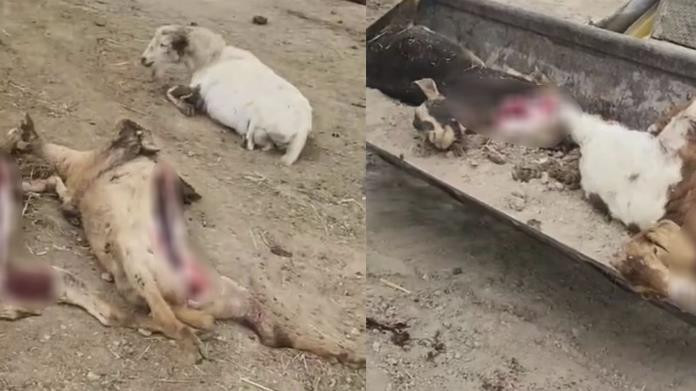 Descartan al ‘chupacabras’ en ataque a ganado en Zaragoza