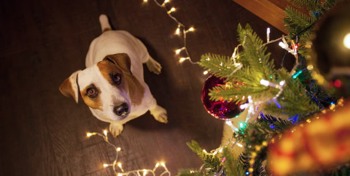 Cuida a tu mascota: conoce los adornos de Navidad que son peligrosos para ellos