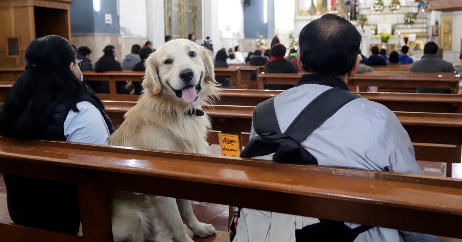 Día Mundial de Bendecir a los Animales ¿Llevarás a tu mascota?