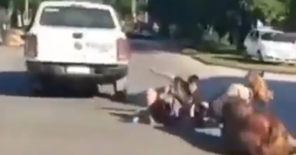 Robo a caballo en Argentina: jóvenes asaltaban a vecinos en equinos robados