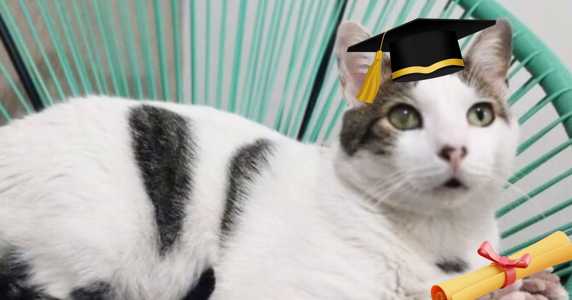 Conoce a Pontificio, el gato que se graduó con honores de la universidad