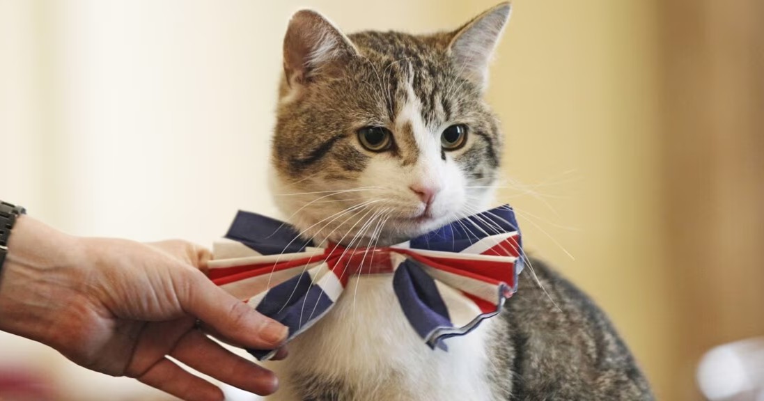 Conoce a Larry, el gato que cumple 15 años como 'funcionario' en la residencia del primer ministro de Reino Unido