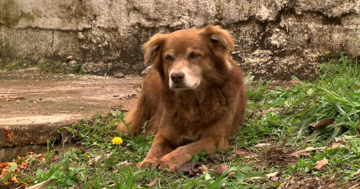 Brasil aprueba ley gracias a la historia de Bob 'Coveiro', el perrito que esperó una década junto a la tumba de su dueña