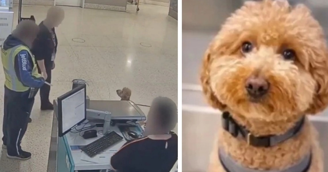 Mujer es detenida tras abandonar a su mascota al interior de un aeropuerto