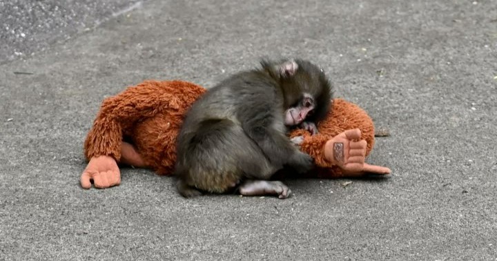 PETA asegura que “Punch” sufre de trauma por aislamiento tras llegada al santuario japonés