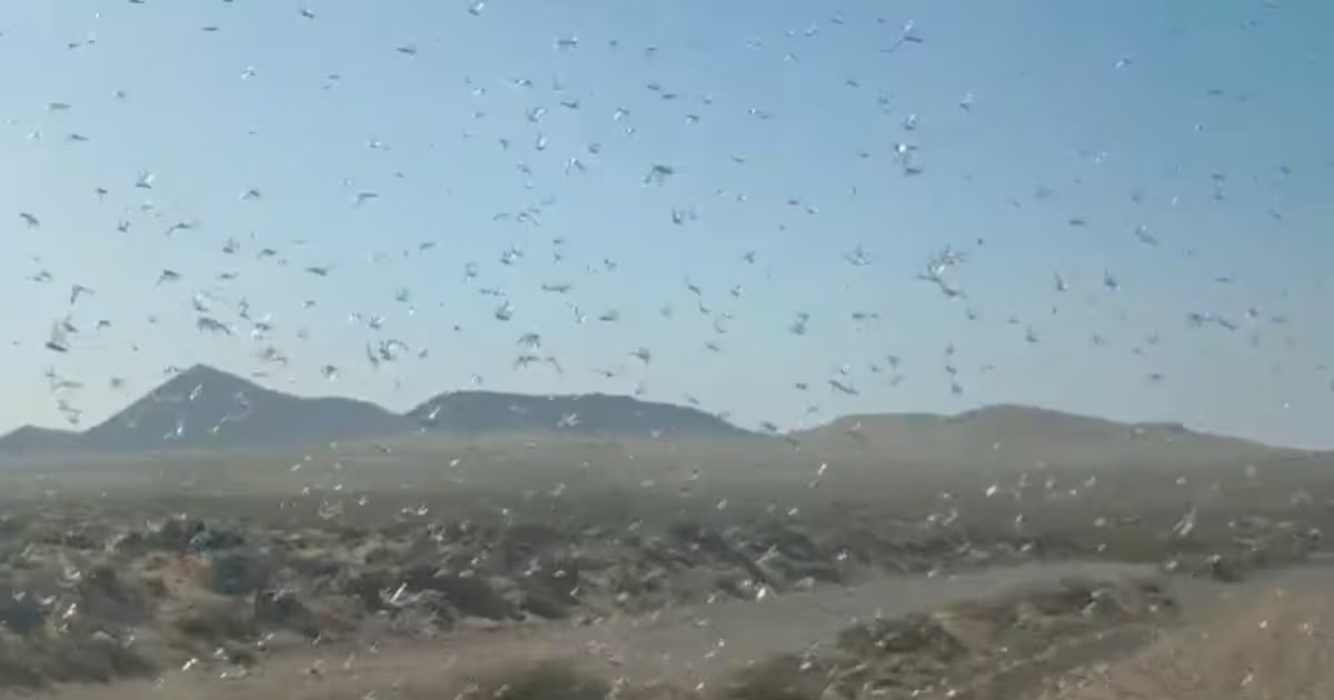 ¡Como película de terror! Plaga de langostas africanas invade carretera en España