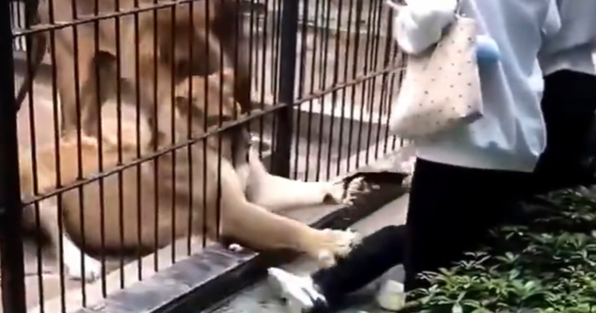 Leona ataca a niña en zoológico; padre logra rescatarla