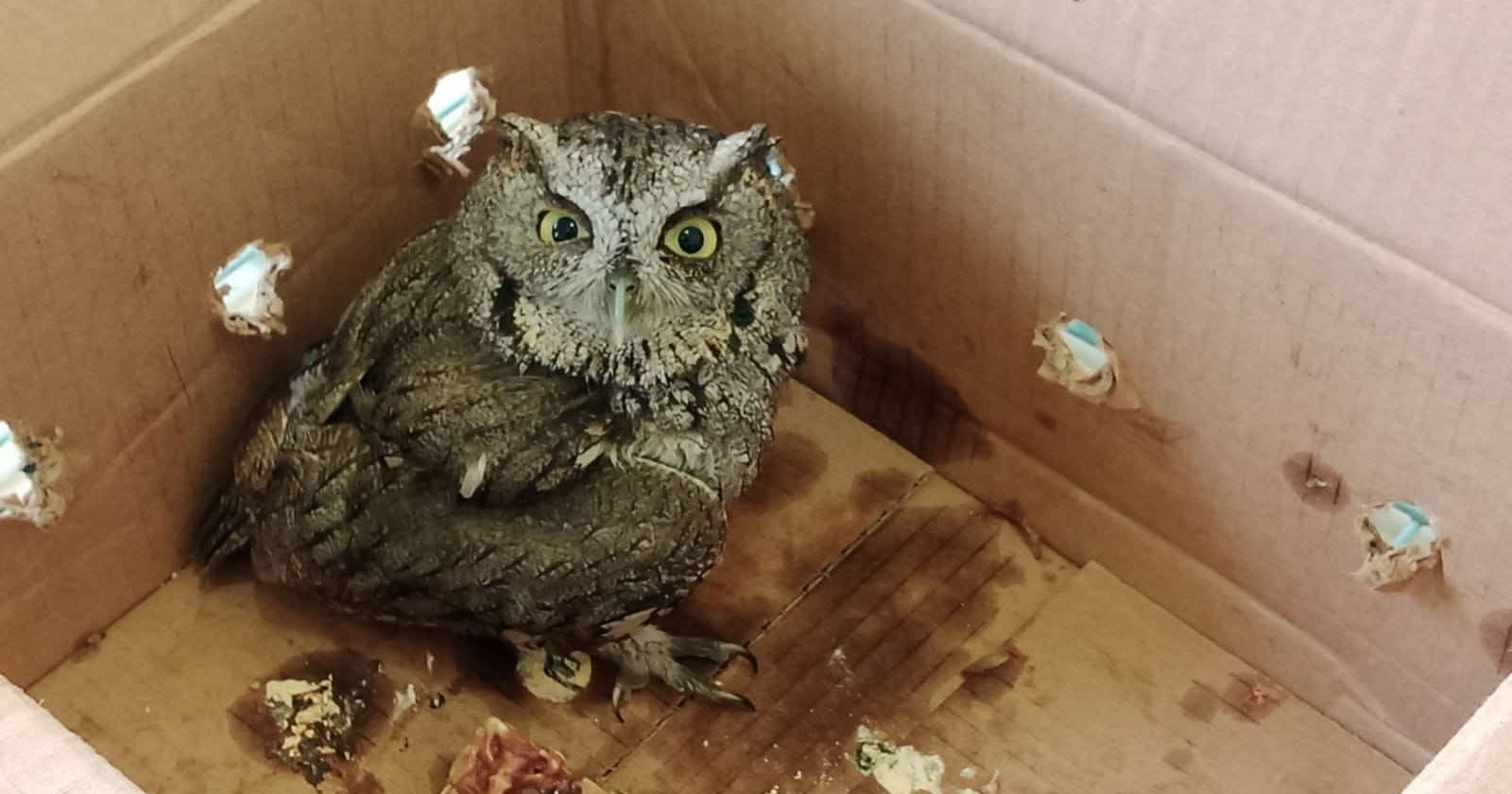 Autoridades rescatan a búho de interior un domicilio de Múzquiz 