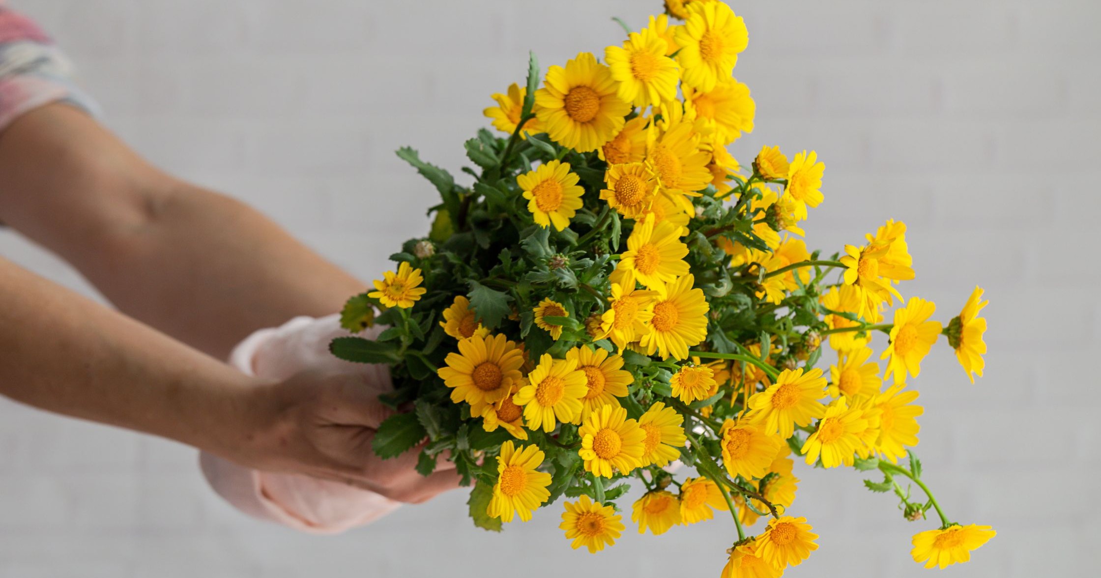 ¿Por qué se regalan flores amarillas este 21 de marzo?