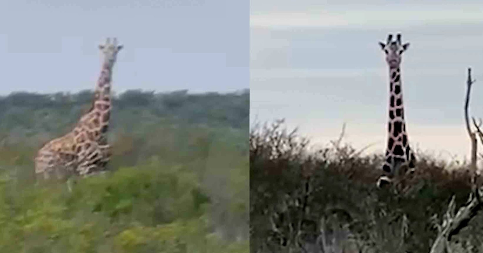 ¡Andan sueltas! Ya son cuatro jirafas en Coahuila