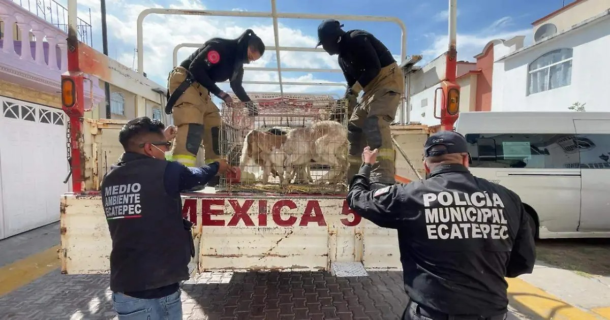 Más de 700 animales son rescatados de inmueble perteneciente a grupo delictivo
