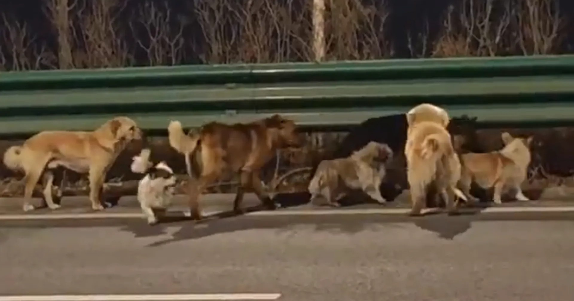 Perros escapan de traficantes en China y vuelven a casa solos