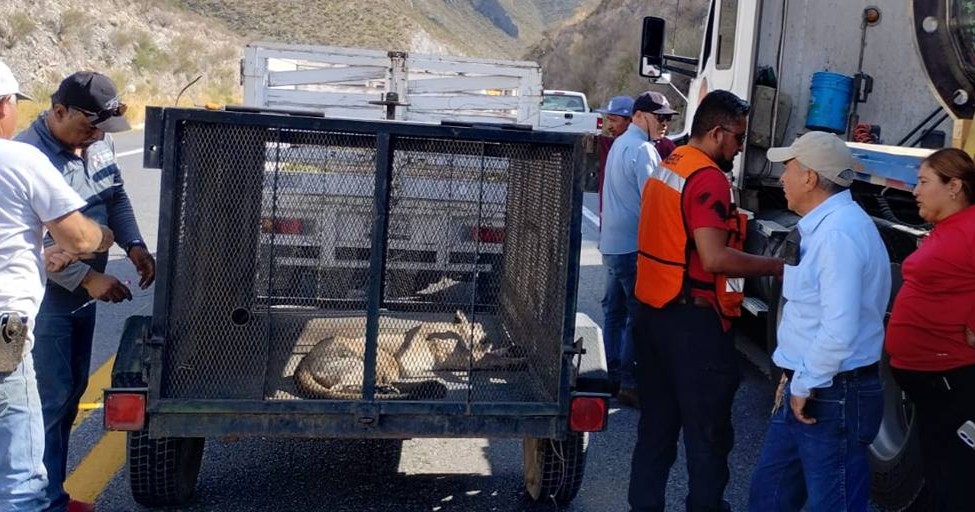 Resguardan a puma atropellado en Monclova