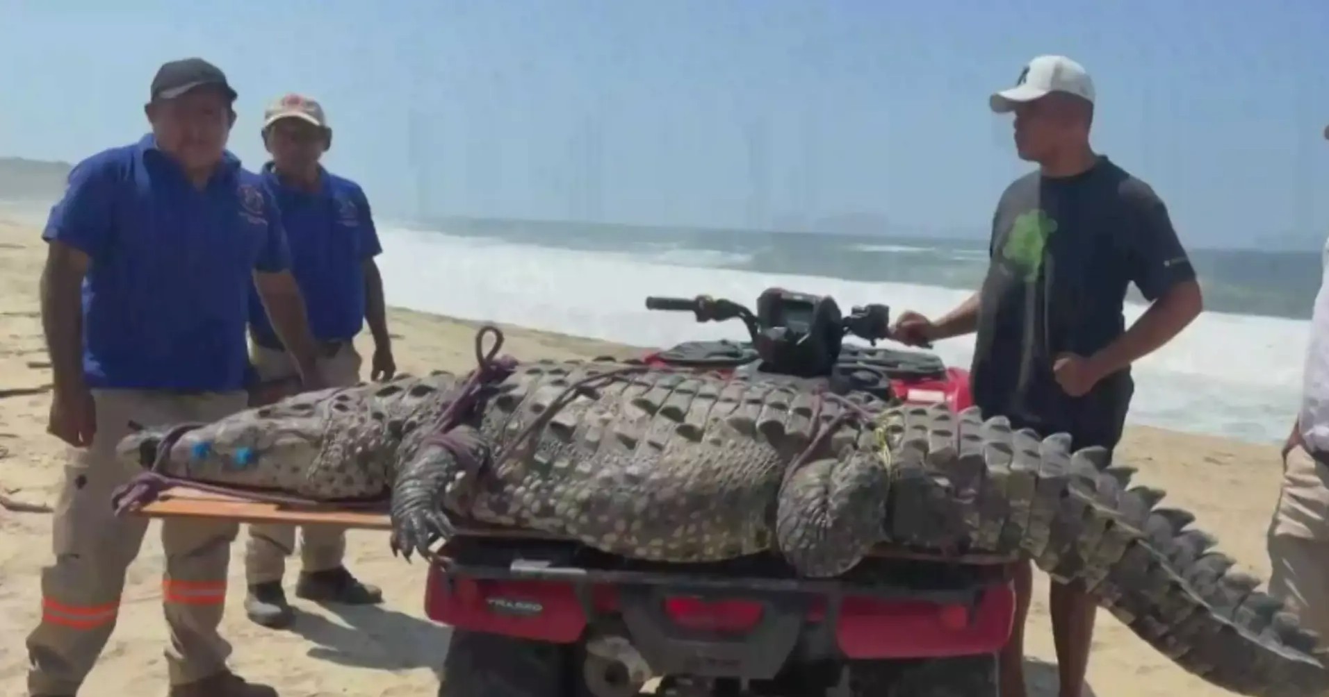 Cocodrilo de 3 metros es capturado en playa Bacocho