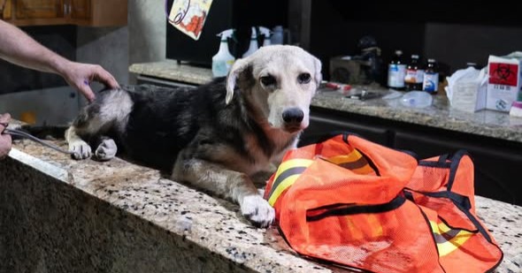 Patrulla atropella a perrito y desata indignación en Piedras Negras