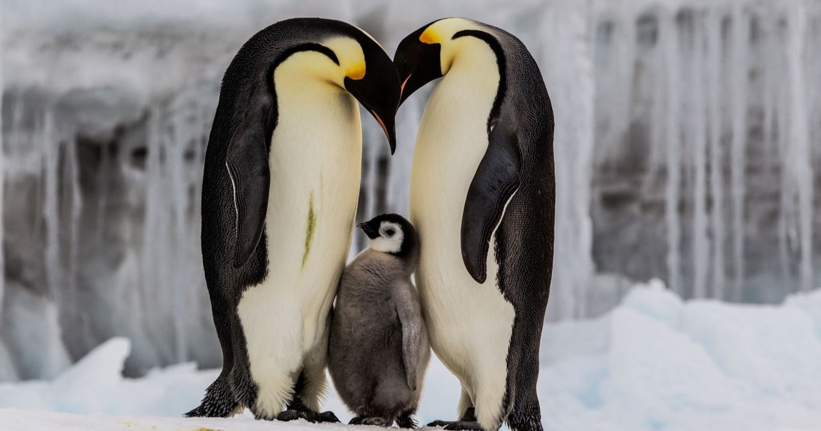 Este sábado se celebra el Día Mundial del Pingüino ¡Conoce los datos más curiosos!