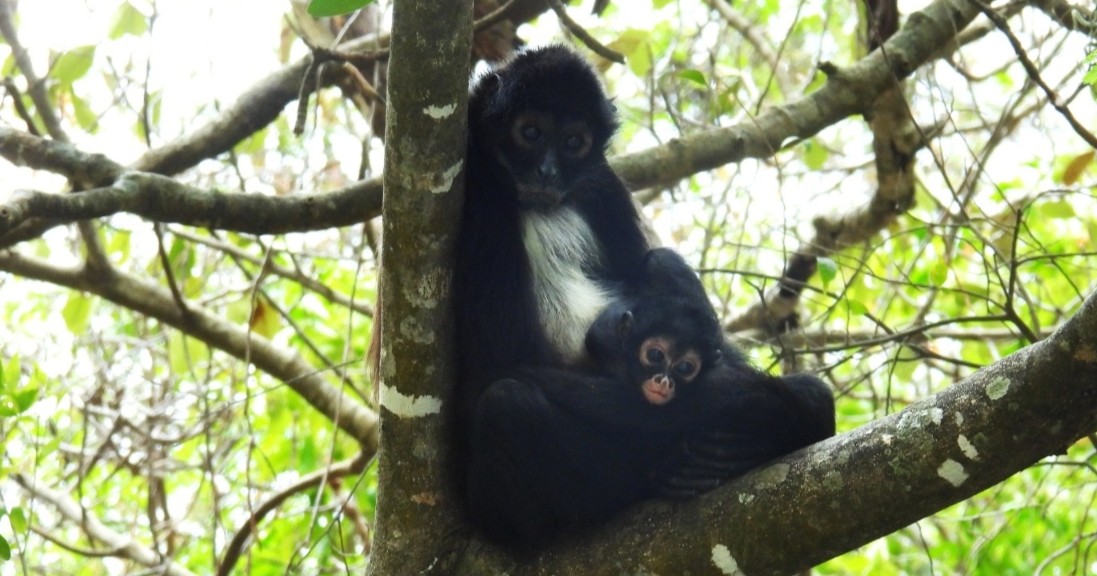 Conanp confirma el nacimiento de la tercera cría de mono araña en el Cañón del Sumidero, ¡se creía extinta hace 30 años!