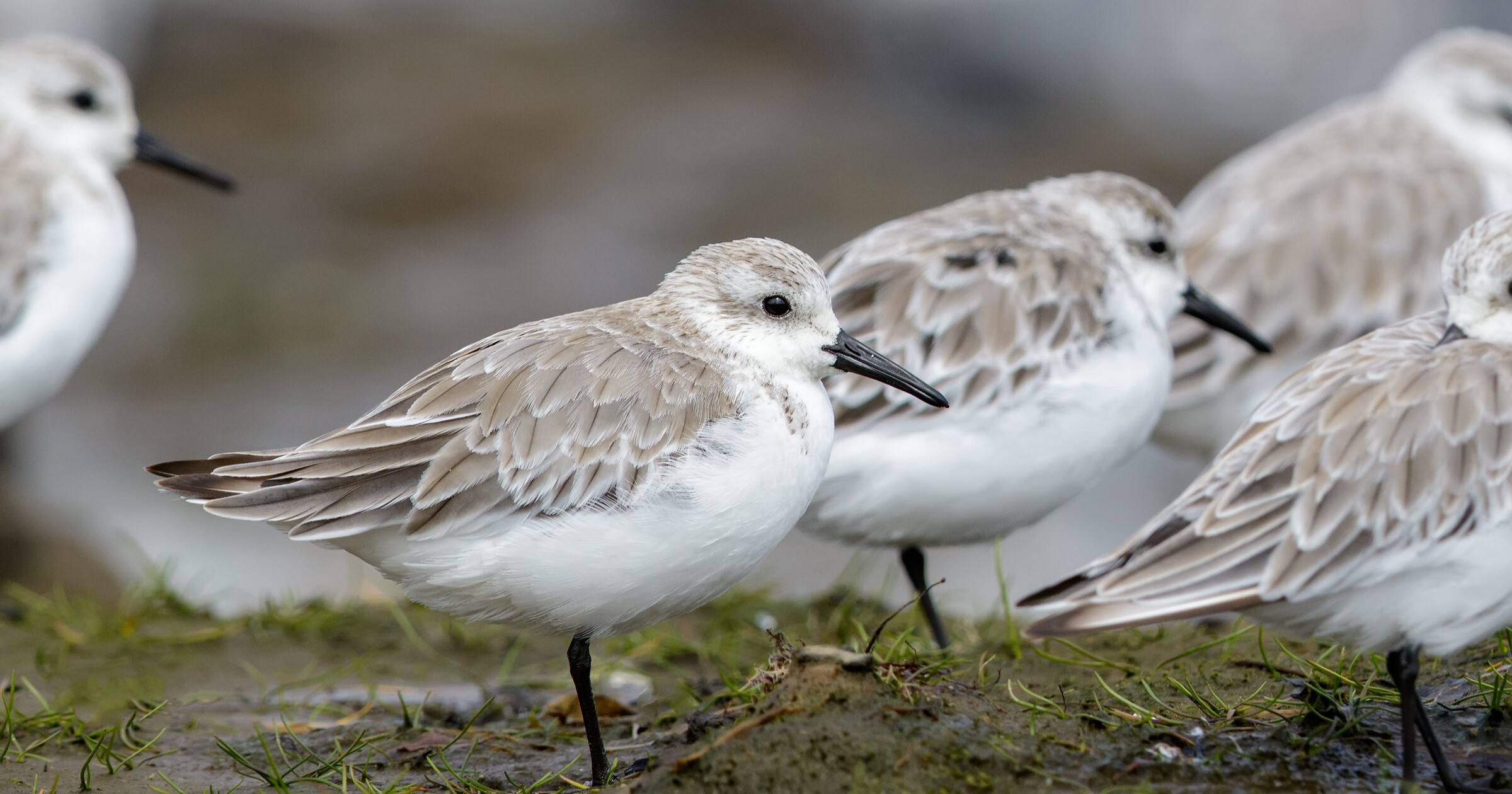 ¡Cada ave cuenta! este 9 de mayo celebra el Día Mundial de las Aves Migratorias
