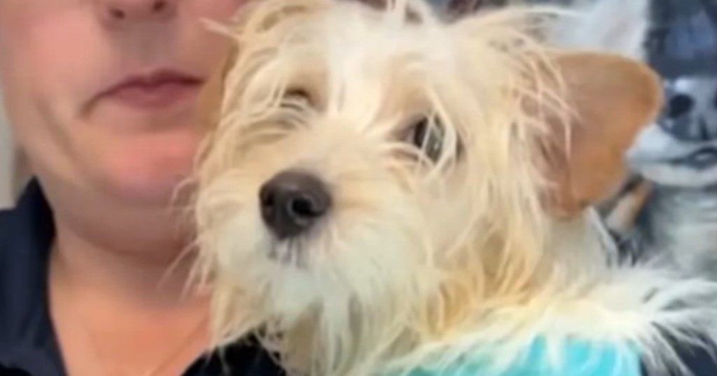 Muere perrito tras ser azotado contra el pavimento en Florida
