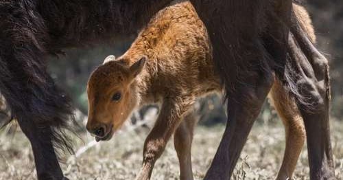 Nacen primeros bisontes en Cuatro Ciénegas tras regreso de la especie